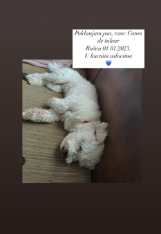 Poklanjam Coton de tulear psa