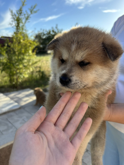 Štenad japanske akite