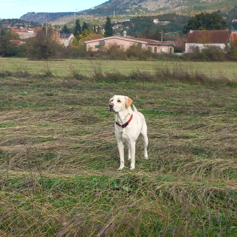 Mužijak za parenje