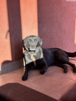 Labrador Retriver crni traži ženku za parenje