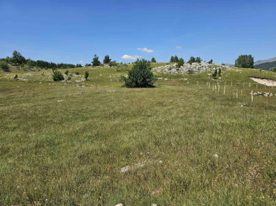 Zemljiste 550m2, Borje, Zabljak, Prodaja