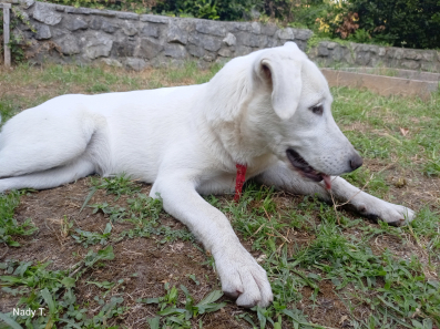 POKLANJAM STENE LABRADORA.ZENKICA.