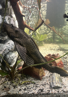 Sailfin Pleco Gibbiceps