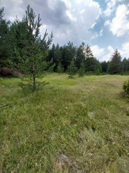 Borje, Žabljak – Atraktivan Plac 450m²