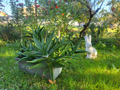 Aloe vera