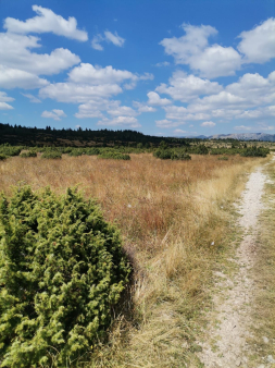 Zemljište 36.000 m²,Žabljak