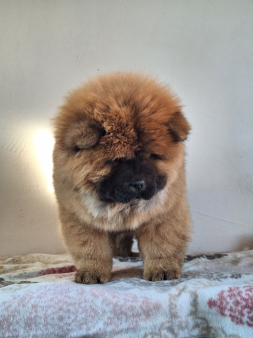 Chow Chow bebe spremne za nove vlasnike