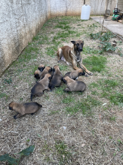 stenci malinoe 6 muzijaka 2 zenke