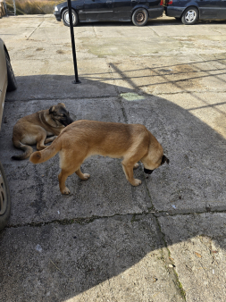 Poklanjam zenke malinoe (Belgijski ovcar)