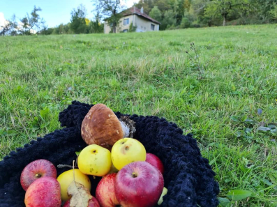 Imanje 6,4ha, sa starom kućom, 4 km od Centra, Selo Rastoka